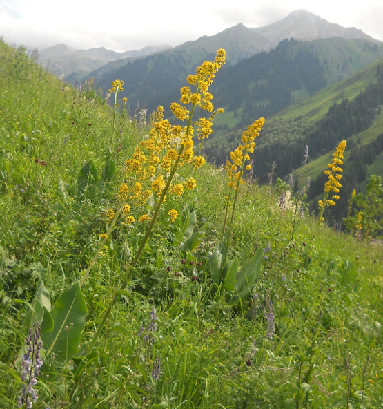 Изображение особи Ligularia heterophylla.