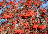 Sorbus sibirica