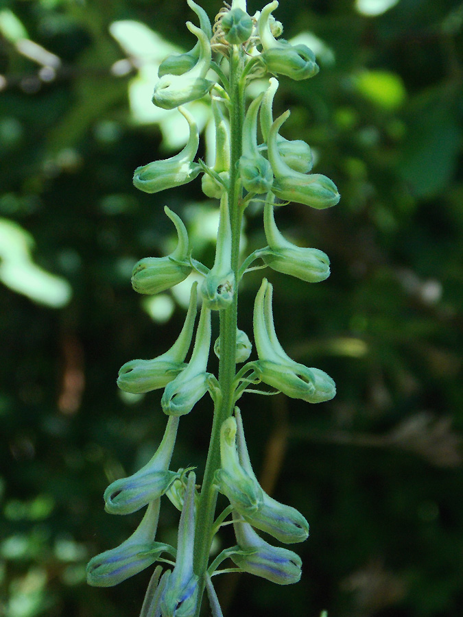 Image of Delphinium schmalhausenii specimen.