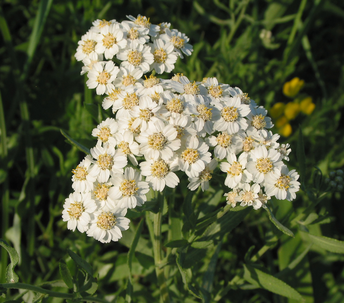 Image of Achillea cartilaginea specimen.