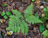 Pseudocystopteris spinulosa