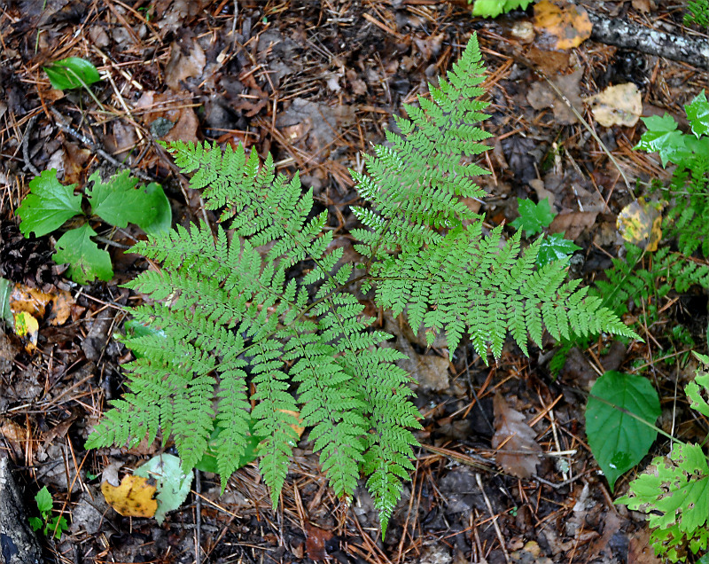 Изображение особи Pseudocystopteris spinulosa.