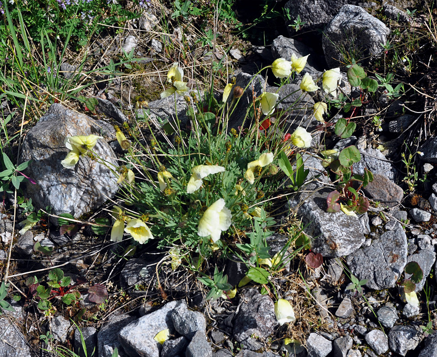 Изображение особи род Papaver.