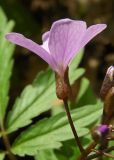 Cardamine quinquefolia. Цветок. Республика Адыгея, дубово-грабовый лес к востоку от г. Майкоп. 07.03.2016.