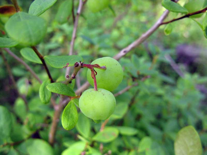 Image of Vaccinium uliginosum specimen.