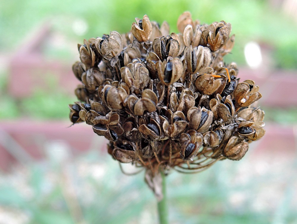 Image of Allium gubanovii specimen.