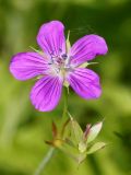 Geranium palustre