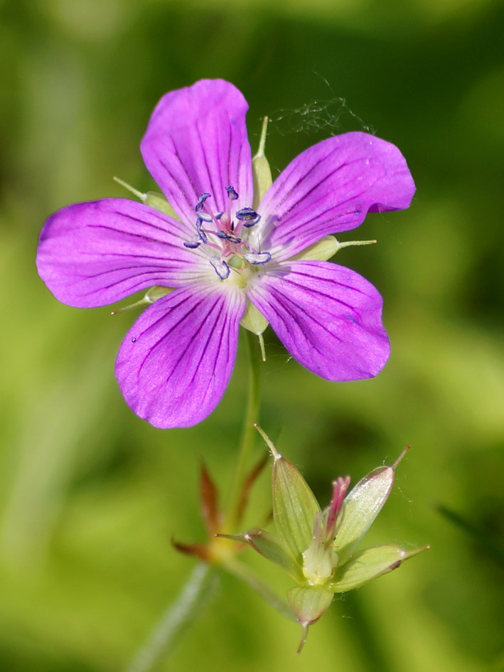 Изображение особи Geranium palustre.