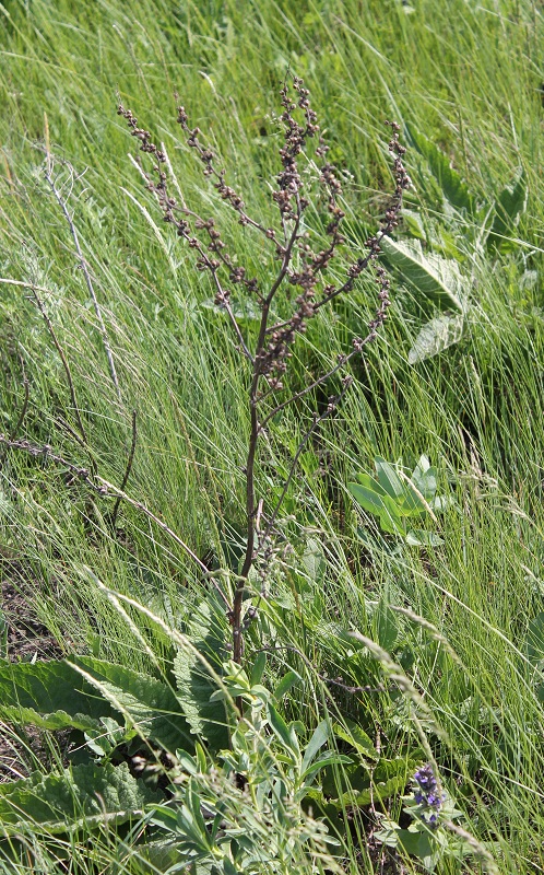 Image of Verbascum marschallianum specimen.