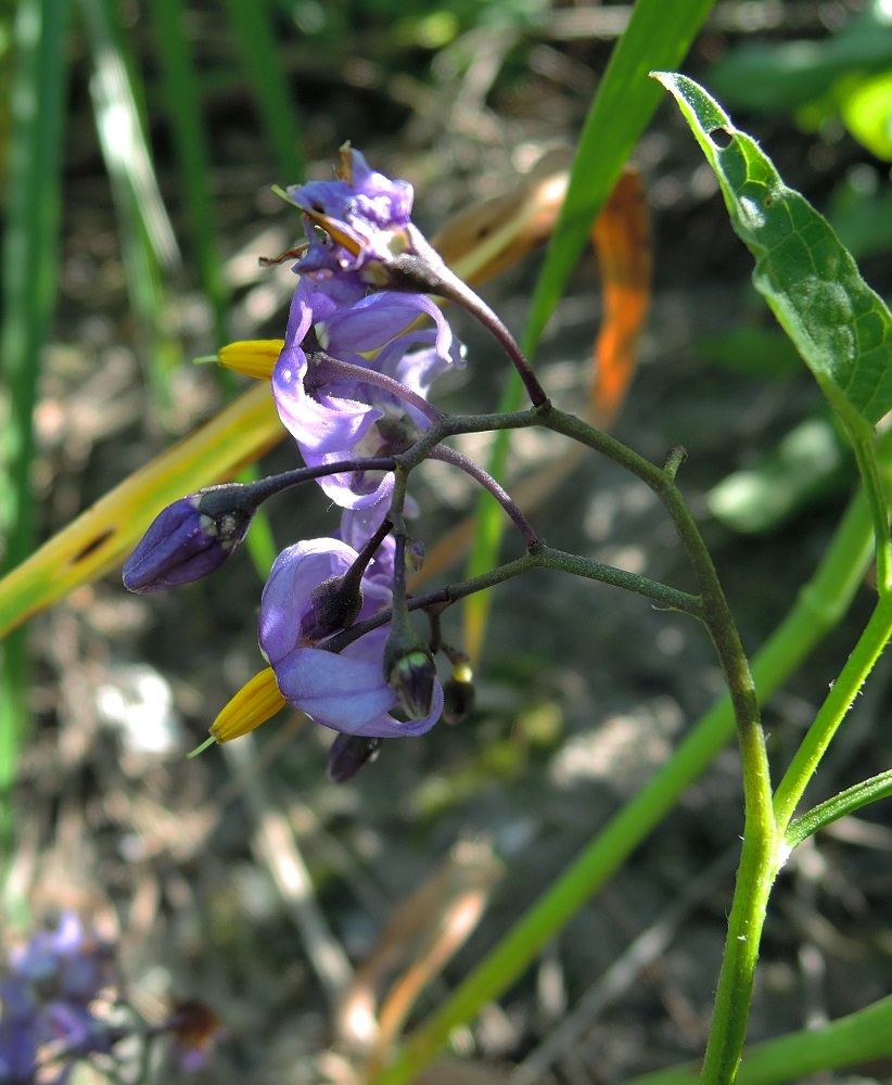 Изображение особи Solanum dulcamara.