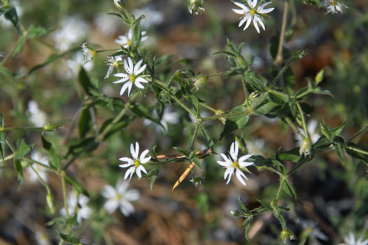 Image of Stellaria dichotoma specimen.