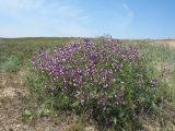 Vicia subvillosa