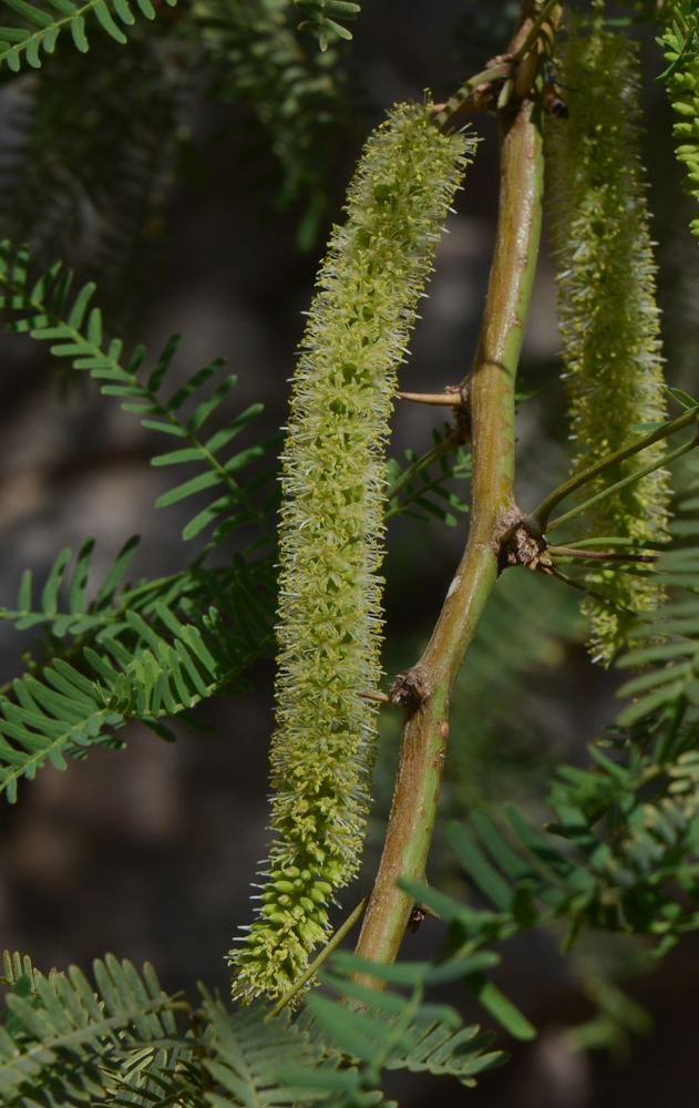 Image of Prosopis juliflora specimen.