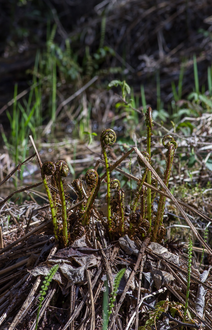 Image of Athyrium filix-femina specimen.