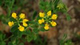 Coronilla coronata