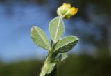 Medicago minima. Лист (нижняя сторона). Республика Адыгея, г. Майкоп, южная окраина города, луг между р. Белая и дубово-буково-грабовым лесом. 14.05.2016.