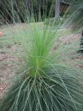 Xanthorrhoea australis