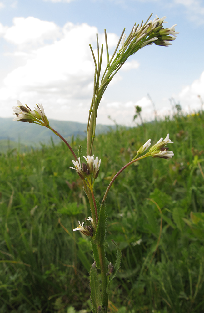 Image of Arabis sagittata specimen.