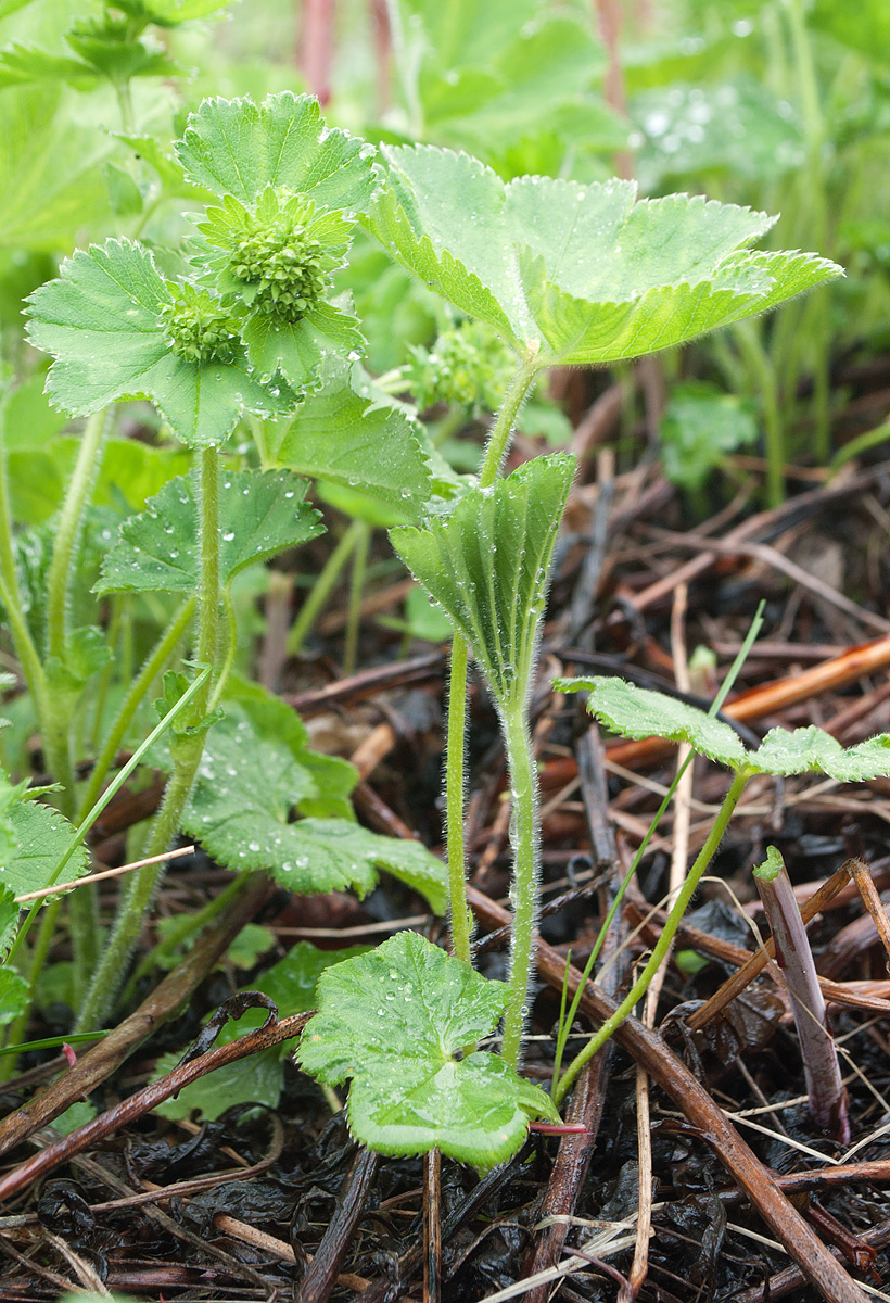 Image of Alchemilla sarmatica specimen.