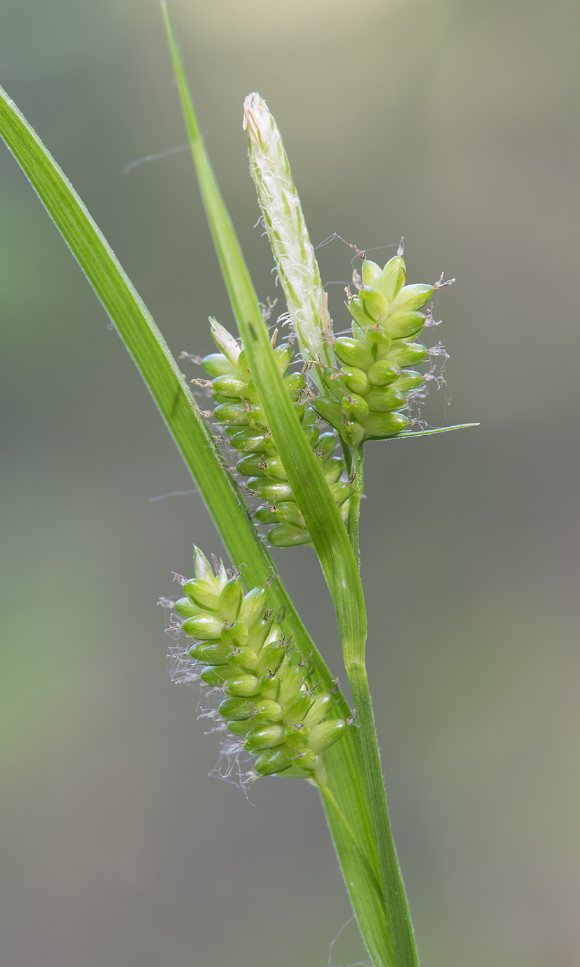 Image of Carex pallescens specimen.