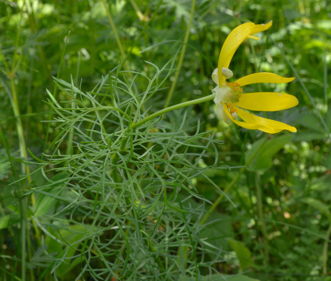 Image of Adonis vernalis specimen.