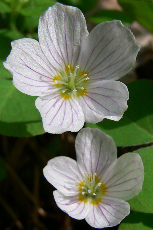 Изображение особи Oxalis acetosella.