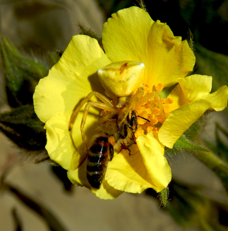 Изображение особи Potentilla callieri.