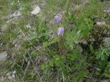 genus Pulsatilla