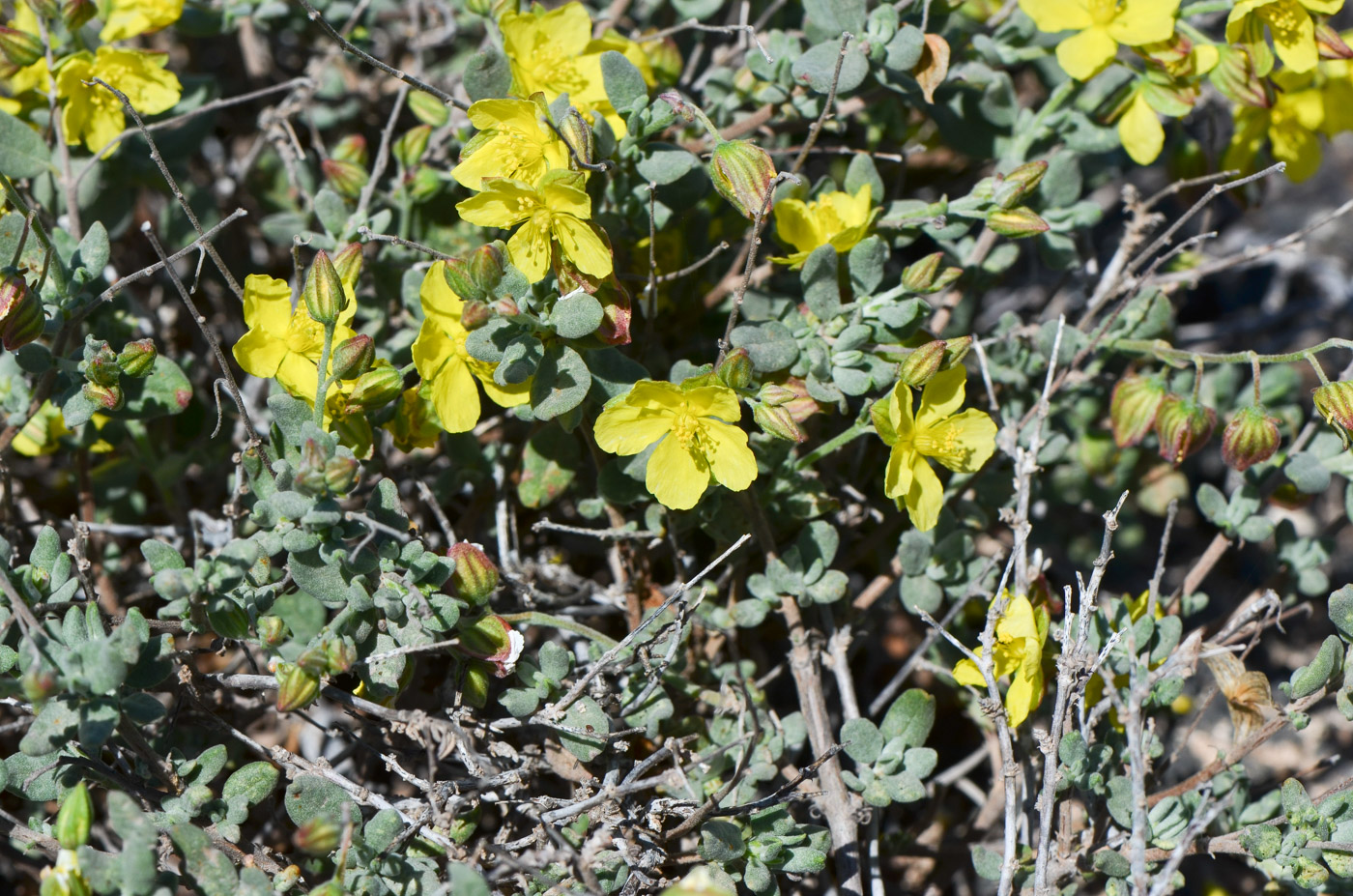 Image of Helianthemum canariense specimen.