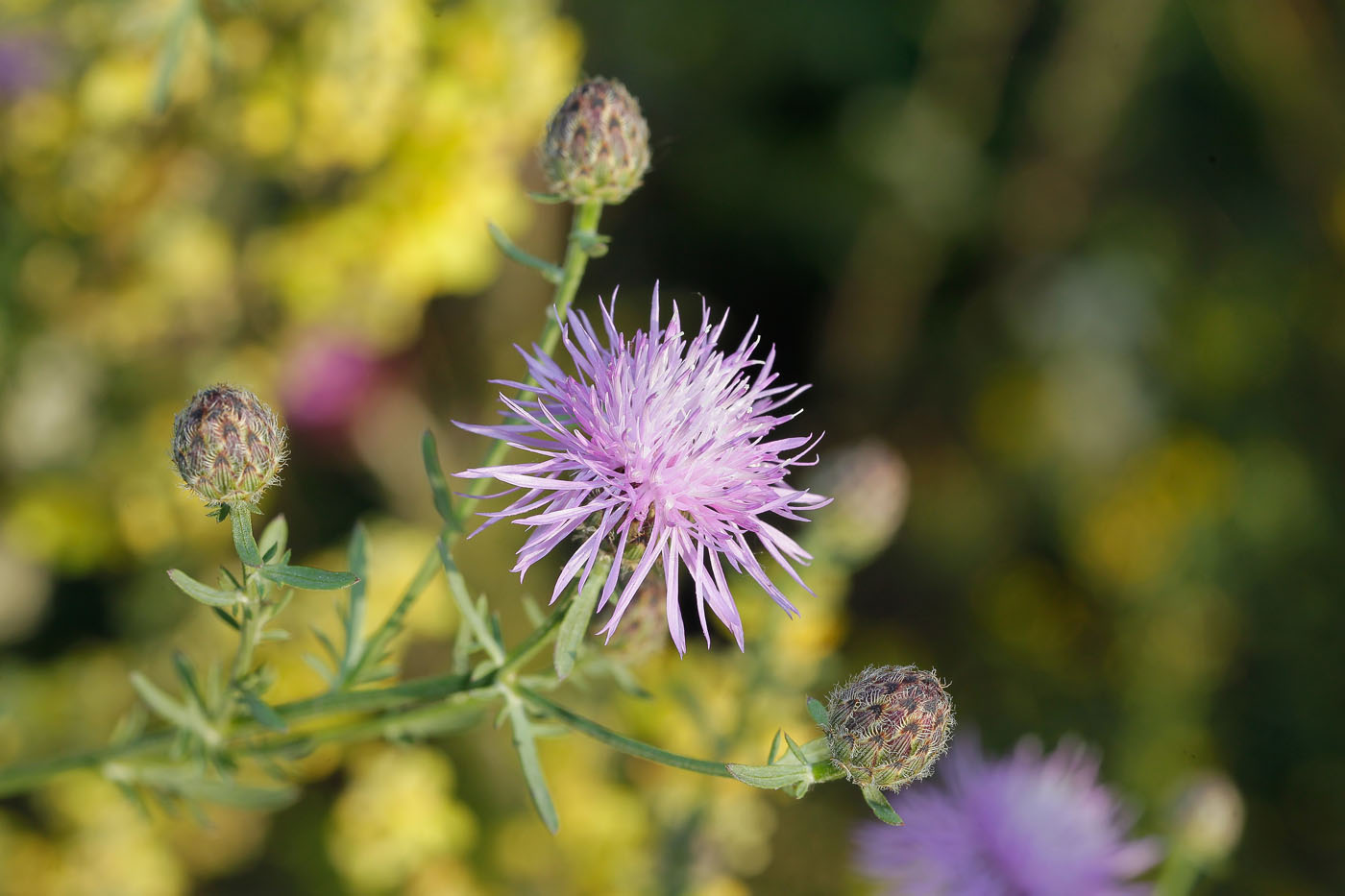 Изображение особи Centaurea stoebe.