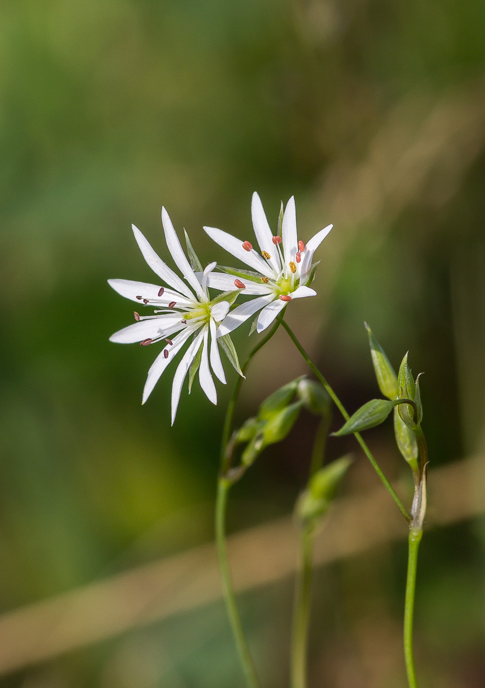 Изображение особи Stellaria graminea.