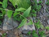 Sisymbrium strictissimum