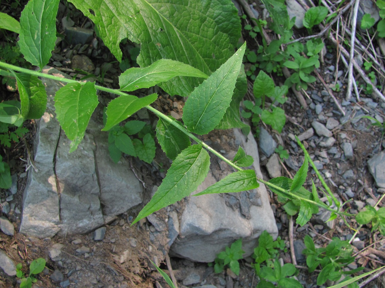 Image of Sisymbrium strictissimum specimen.