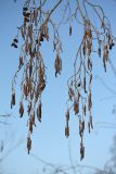 Alnus incana