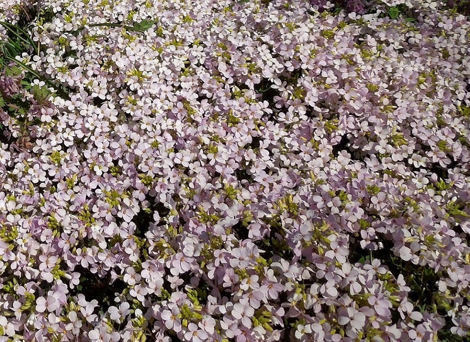 Изображение особи Arabis &times; arendsii.