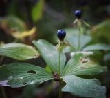Paris quadrifolia. Верхушка плодоносящего растения. Ярославская обл., Рыбинский р-н, с. Каменники, сырой берёзово-осиновый лес. 22.08.2016.
