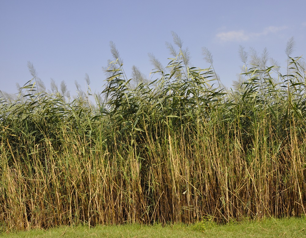 Image of Phragmites australis specimen.