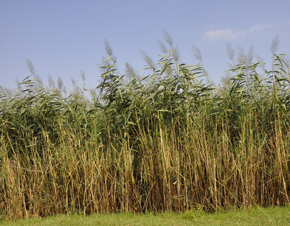 Изображение особи Phragmites australis.