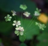 Bupleurum longifolium подвид aureum. Соплодия после плодоношения. Пермский край, Оханский р-н, Тулумбаихинское сельское поселение, Кунчурихинский бор, обочина лесной дороги. 03.09.2016.