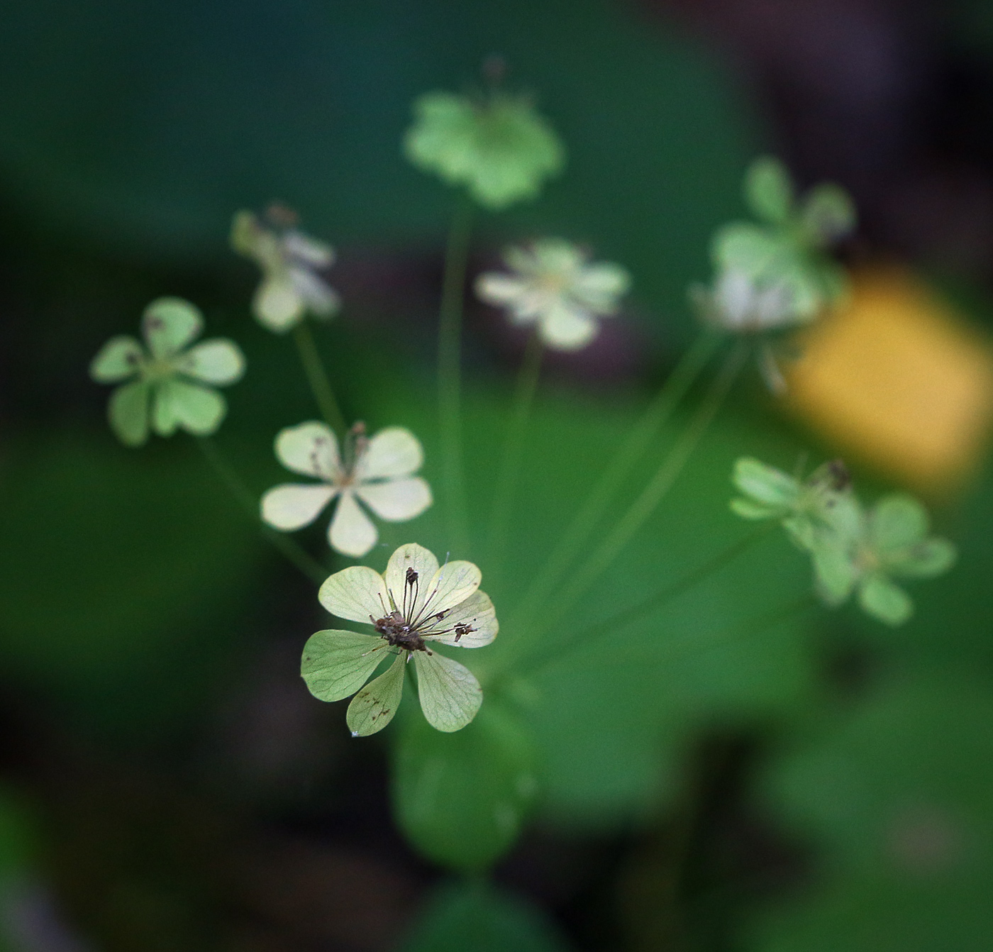 Изображение особи Bupleurum longifolium ssp. aureum.