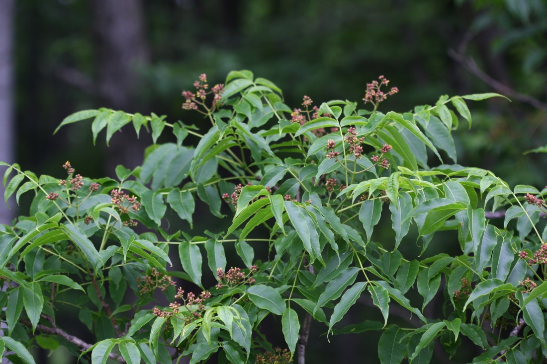 Изображение особи Phellodendron amurense.