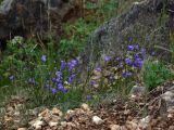 Campanula rotundifolia. Цветущие растения на известняковой скале в сосново-еловом лесу. Свердловская обл., окр. г. Североуральск. 21.07.2006.