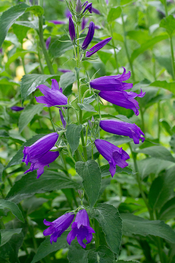 Image of Campanula latifolia specimen.