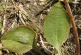 Lepidium cartilagineum