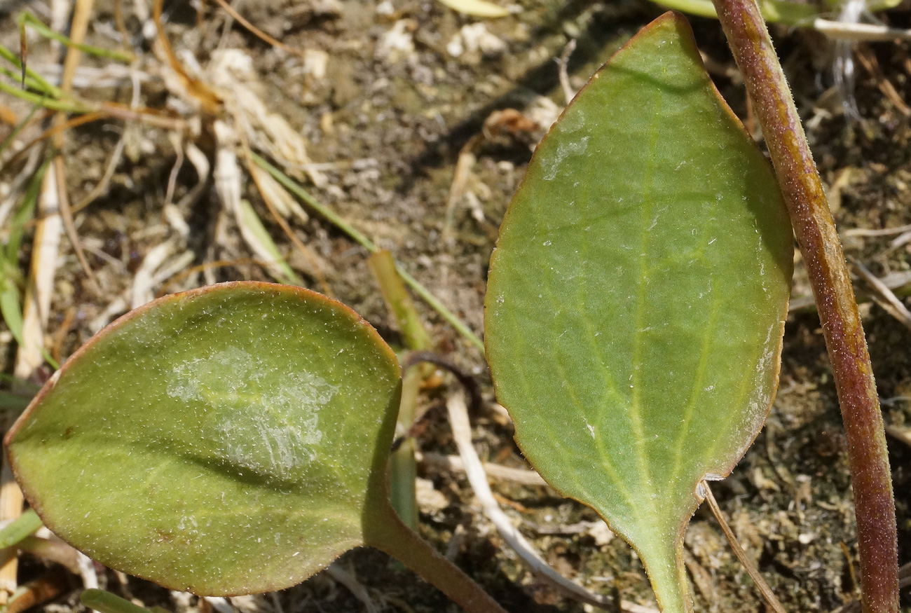 Image of Lepidium cartilagineum specimen.