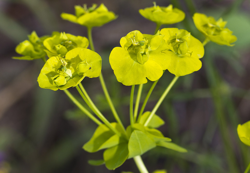 Image of Euphorbia virgata specimen.