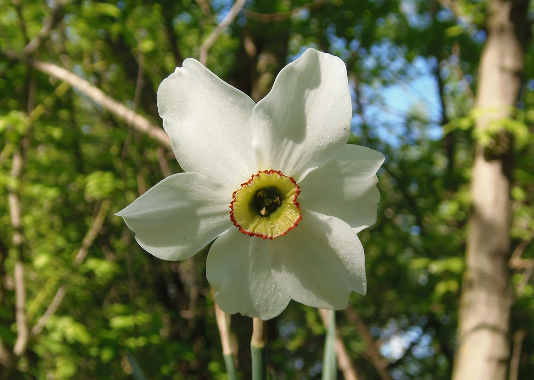 Изображение особи Narcissus poeticus.