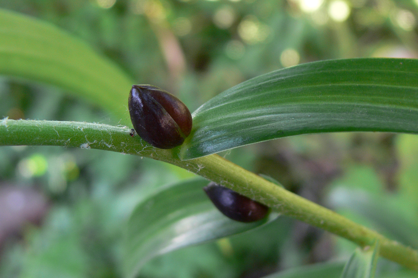 Image of Lilium lancifolium specimen.