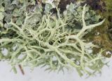 Evernia mesomorpha