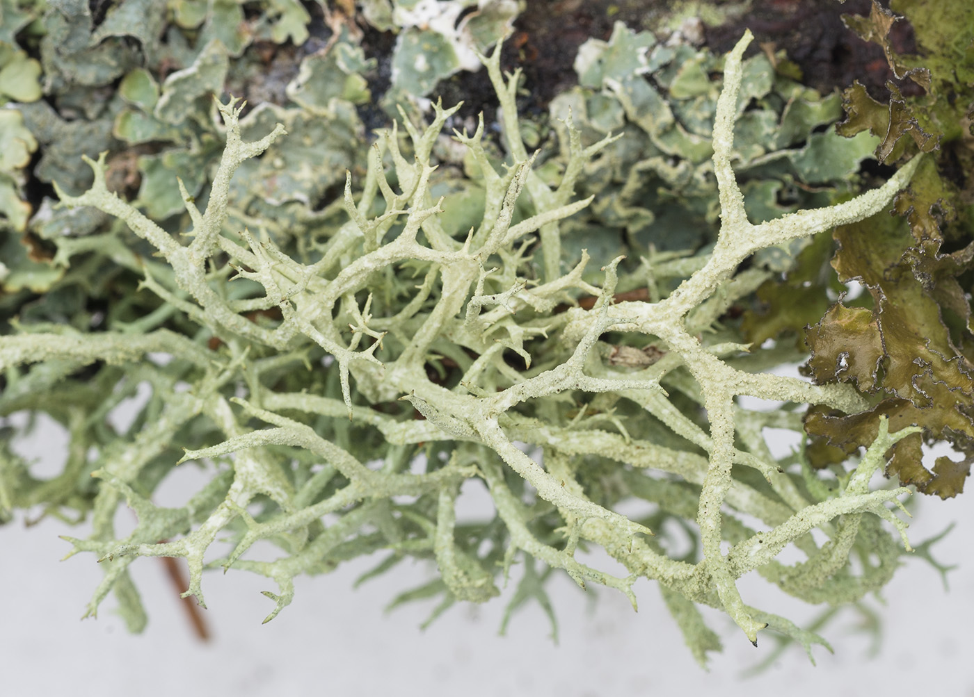 Image of Evernia mesomorpha specimen.